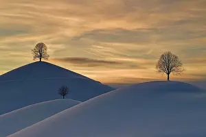 Hirzel: Linden trees in drumlin landscape, in winter with