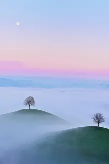 Moon: Linden trees (Tilia), in drumlin landscape in the