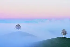 Hour: Linden trees (Tilia), in drumlin landscape in the