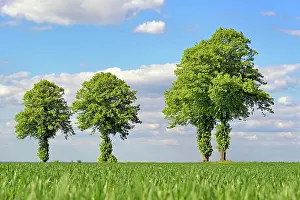 Tilia: Linden trees (Tilia), row of trees with blue cloudy