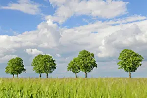 Tilia: Linden trees (Tilia), row of trees by a green grain