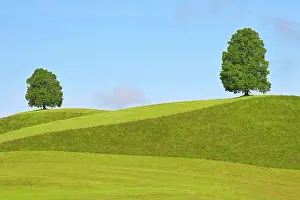 Tilia: Two Linden trees (Tilia), standing on hill, Canton