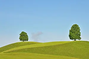 Tilia: Two Linden trees (Tilia), standing on hill, Canton