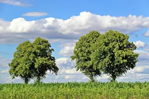 Tilia: Linden trees trees (Tilia), row of trees next to