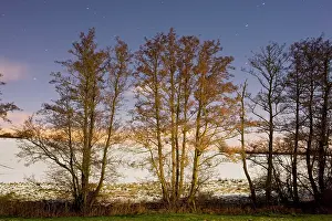 Alnus: Line of Alder trees - in snowy weather - at night