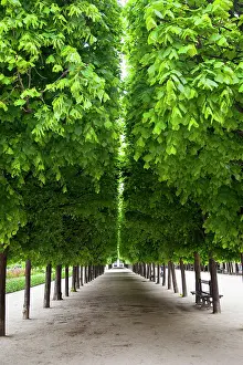 Royale: Line of manicured trees in the garden of
