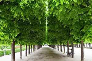 Royale: Line of manicured trees in the garden of