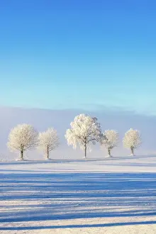 Swedish: Line of trees with hoarfrost on a snowy field