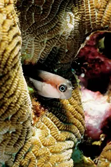Blennys: Linear blenny