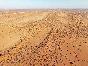 Dune: Linear sand dunes grown with camelthorn trees (Vachellia erioloba) in the Kalahari Desert