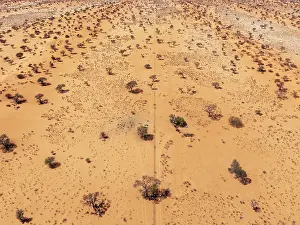 Dune: Linear sand dunes grown with camelthorn trees (Vachellia erioloba) in the Kalahari Desert