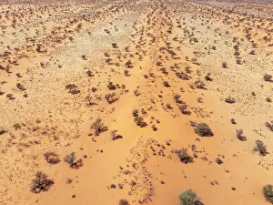 Dune: Linear sand dunes grown with camelthorn trees (Vachellia erioloba) in the Kalahari Desert