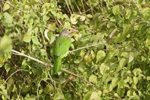 Barbet: Lineated Barbet