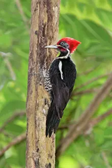 Lineated: Lineated Woodpecker