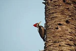 Lineatus: Lineated Woodpecker