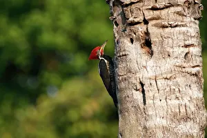 Lineatus: Lineated Woodpecker