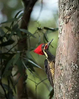 Jose: Lineated Woodpecker