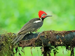 Woodpeckers: Lineated Woodpecker Dryocopus lineatus Ecuador B