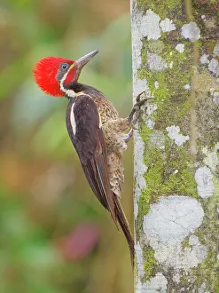 Woodpeckers: Lineated Woodpecker Dryocopus lineatus Ecuador B
