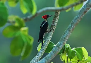 Llanos: Lineated Woodpecker, Los Llanos, Colombia