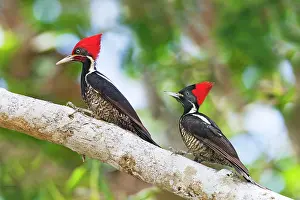 Lineated: Lineated Woodpecker - male and female