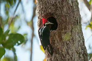 Lineatus: Lineated Woodpecker at nest hole