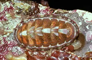 Lineata: Lined Chiton