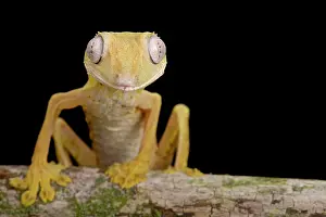Lineatus: Lined Flat-tail Gecko (Uroplatus lineatus), Madagascar