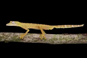 Lineatus: Lined Flat-tail Gecko (Uroplatus lineatus), Madagascar