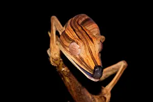 Geckos: Lined Flat-tail Gecko (Uroplatus lineatus) in the