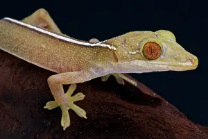 Bivittatus: Lined gecko (Gecko vittatus), Indonesia