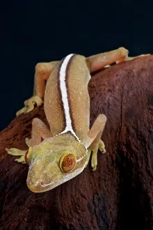Bivittatus: Lined gecko (Gecko vittatus), Indonesia
