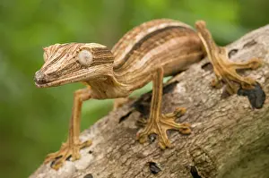 Lineatus: Lined leaf-tailed Gecko