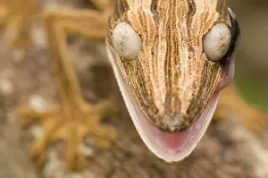 Lineatus: Lined leaf-tailed Gecko