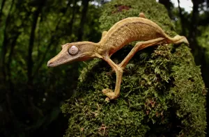 Gecko: A lined leaf-tailed gecko (Uroplatus lineatus) of