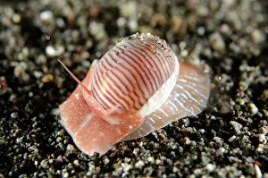 Moon: Lined Moon Snail