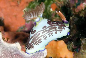Nembrotha: Lined Nembrotha Nudibranch