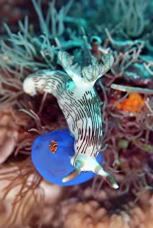 Squirt: Lined Nembrotha Nudibranch - feeding on Sea Squirt