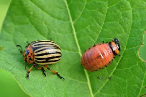 Spearman: Ten Lined Potato Beetle Colorado Beetle Ten Striped