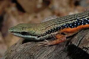 Delicata: Lined Rainbow Skink