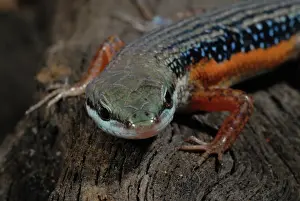 Delicata: Lined Rainbow Skink
