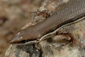 Delicata: Lined Rainbow Skink
