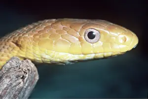 FOUR LINED RAT SNAKE - head