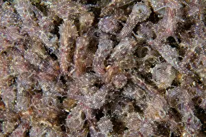 Gastropod: Lined Sea Hare cornucopia