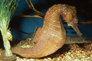 Seahorses: Lined Seahorse