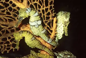 Seahorse: LINED SEAHORSE - three on coral