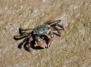 Stripped: Lined Shore Crab