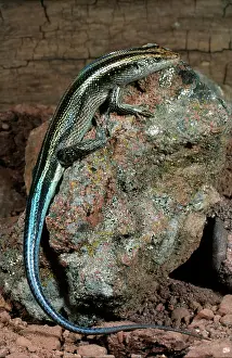 Scincidae: Five Lined Skink
