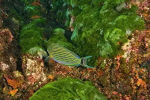 Surgeonfish: Lined Surgeonfish (Acanthurus lineatus)