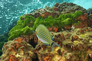 Surgeonfish: Lined Surgeonfish (Acanthurus lineatus)